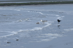 wcb_Noerdernee_29