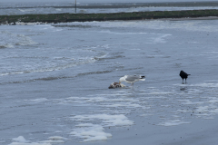 wcb_Noerdernee_32