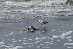 wcb_Noerdernee_36