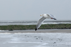 wcb_Noerdernee_37