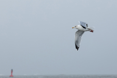 wcb_Noerdernee_38