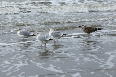 wcb_Noerdernee_40