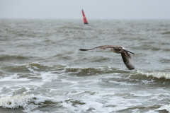 wcb_Noerdernee_42