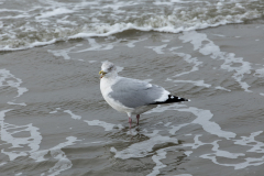 wcb_Noerdernee_46