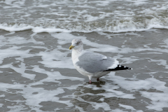 wcb_Noerdernee_47