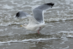 wcb_Noerdernee_48