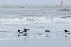 wcb_Noerdernee_50