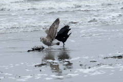 wcb_Noerdernee_52