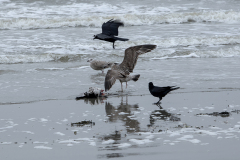 wcb_Noerdernee_54