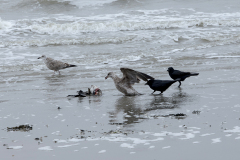 wcb_Noerdernee_56