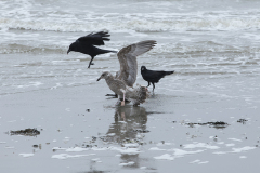 wcb_Noerdernee_58