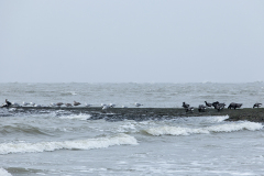 wcb_Noerdernee_60