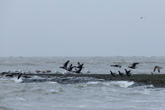 wcb_Noerdernee_61