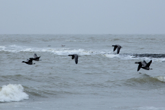 wcb_Noerdernee_62