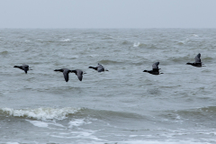 wcb_Noerdernee_63