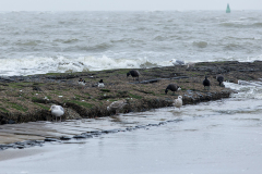 wcb_Noerdernee_65