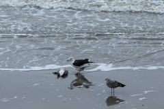 wcb_Noerdernee_68