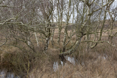 wcb_Noerdernee_116
