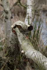 wcb_Noerdernee_117