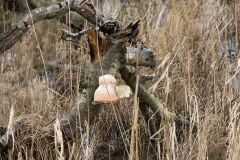 wcb_Noerdernee_118
