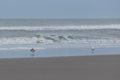 wcb_Noerdernee_145