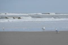 wcb_Noerdernee_147
