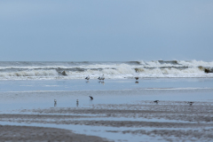 wcb_Noerdernee_149