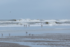 wcb_Noerdernee_150