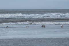 wcb_Noerdernee_154