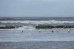 wcb_Noerdernee_155