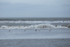 wcb_Noerdernee_156