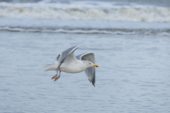 wcb_Noerdernee_158