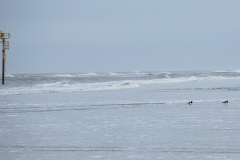 wcb_Noerdernee_159