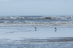 wcb_Noerdernee_162
