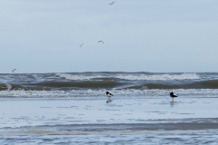 wcb_Noerdernee_163