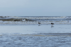 wcb_Noerdernee_164