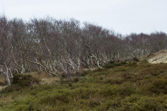 wcb_Noerdernee_171
