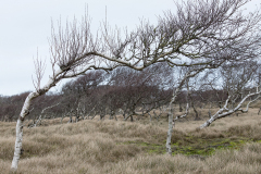wcb_Noerdernee_174