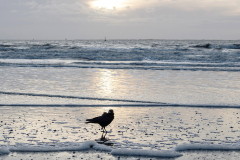 wcb_Noerdernee_179