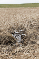 wcb_Rheiderland_003