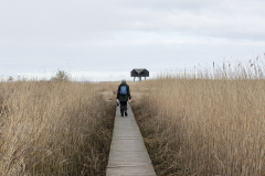 wcb_Rheiderland_004
