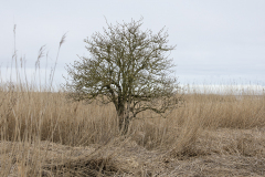 wcb_Rheiderland_005