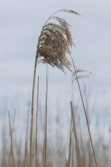 wcb_Rheiderland_007