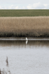 wcb_Rheiderland_011