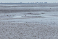 wcb_Rheiderland_022