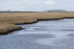 wcb_Rheiderland_023