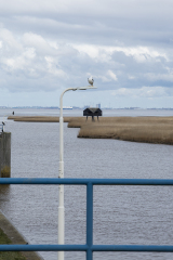 wcb_Rheiderland_026