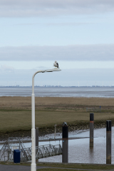 wcb_Rheiderland_027