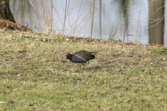 wcb_Rheiderland_040