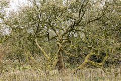 wcb_Rheiderland_043